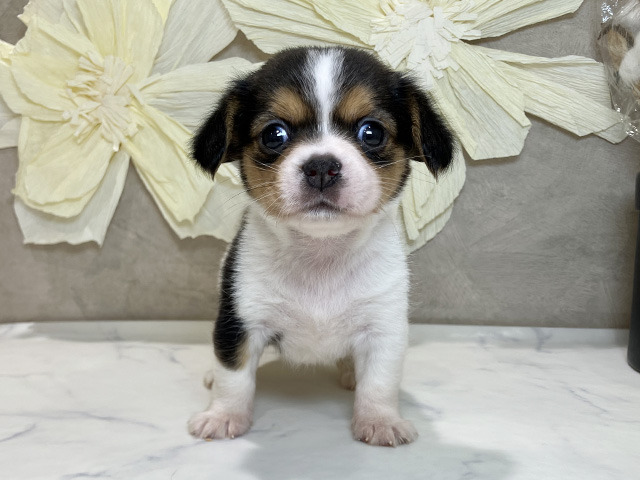 兵庫県のハーフ犬・ミックス犬 (ペッツファースト神戸三宮センター街店/2025年9月17日生まれ/女の子/トライカラー)の子犬の1枚目の画像