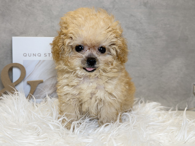 東京都のトイプードル(ロイヤルティーカップ) (ペッツファースト青山店/2025年9月11日生まれ/女の子/アプリコット)の子犬の1枚目の画像