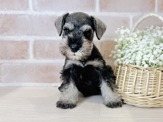 ミニチュアシュナウザー