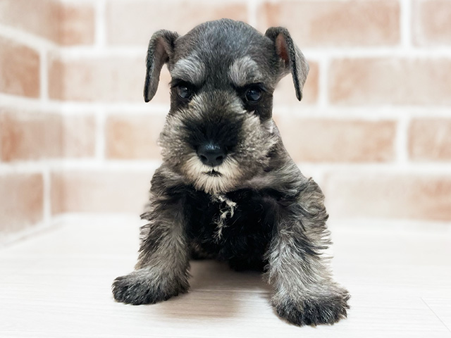 ミニチュアシュナウザー