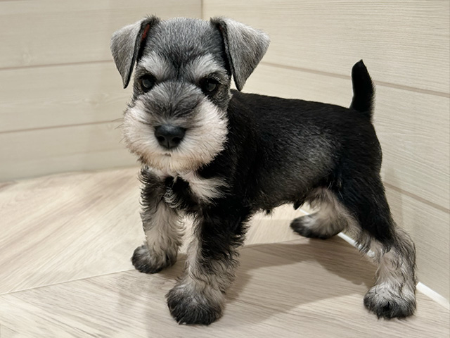東京都のミニチュアシュナウザー (ペッツファースト豊洲店/2025年9月17日生まれ/男の子/ソルトペッパー)の子犬の1枚目の画像