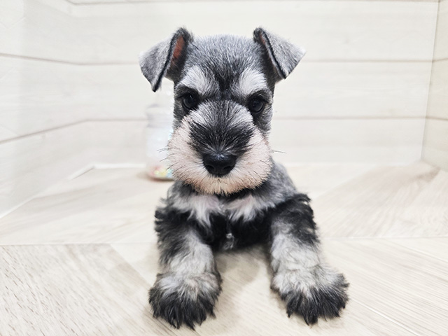 東京都のミニチュアシュナウザー (ペッツファースト吉祥寺サンロード店/2025年9月17日生まれ/女の子/ソルトペッパー)の子犬の1枚目の画像