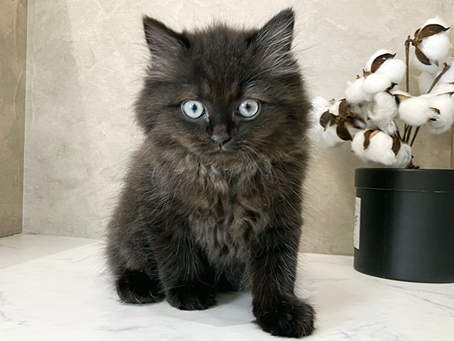 東京都のサイベリアン (ペッツファーストららぽーと立川立飛店/2025年9月17日生まれ/男の子/ブラック)の子猫