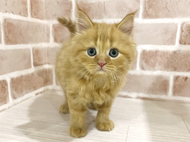 神奈川県のサイベリアン (ペッツファーストfor cats横浜元町店/2025年9月17日生まれ/男の子/レッドタビー)の子猫の1枚目の画像