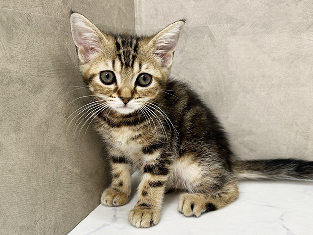 愛知県のアメリカンショートヘアー (ペッツファースト一宮店/2025年9月11日生まれ/女の子/ブラウンパッチドタビー)の子猫の1枚目の画像