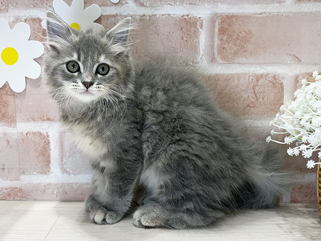 福岡県のサイベリアン (ペッツファースト筑紫野店/2025年9月10日生まれ/女の子/ブルーパッチドタビー)の子猫の1枚目の画像