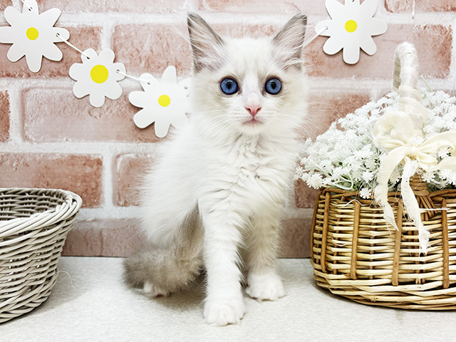 東京都のラグドール (ペッツファーストお台場店/2025年8月28日生まれ/女の子/シールポイントバイカラー)の子猫の1枚目の画像