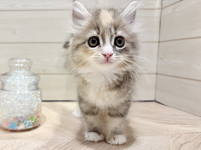 神奈川県のサイベリアン (ペッツファースト川崎店/2025年9月18日生まれ/女の子/ダイリュートキャリコ)の子猫の1枚目の画像