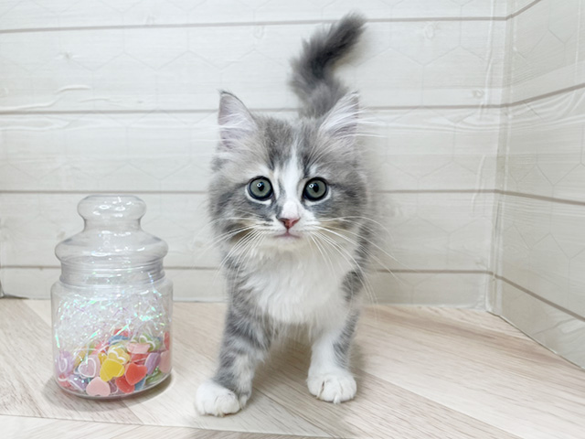 埼玉県のサイベリアン (ペッツファーストレイクタウン店/2025年9月17日生まれ/女の子/ブルーパッチドタビーホワイト)の子猫の1枚目の画像
