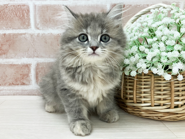 京都府のサイベリアン (ペッツファースト京都店/2025年9月17日生まれ/女の子/ブルーパッチドタビー)の子猫の1枚目の画像