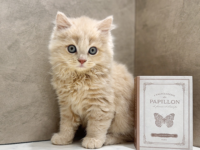 大阪府のサイベリアン (ペッツファースト心斎橋本店/2025年9月18日生まれ/男の子/クリームタビー)の子猫の1枚目の画像