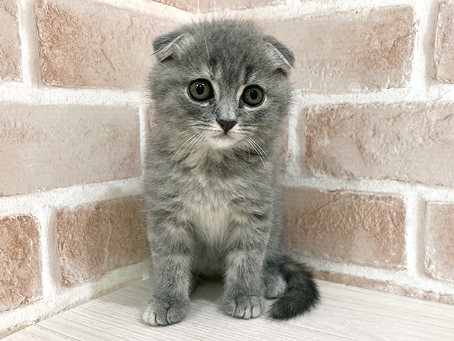 神奈川県のスコティッシュフォールド (ペッツファーストfor cats横浜元町店/2025年9月18日生まれ/女の子/ブルーパッチドタビー)の子猫の1枚目の画像