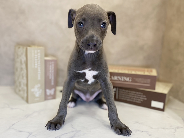 イタリアングレーハウンド, 性別 男の子, 誕生日 2025/09/18, 毛色 ブルーホワイト, 出身 群馬県, 店舗 茅ヶ崎店(神奈川県), お問い合わせ番号 2507303