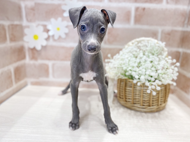 福岡県のイタリアングレーハウンド (ペッツファースト筑紫野店/2025年9月18日生まれ/女の子/ブルーホワイト)の子犬の1枚目の画像