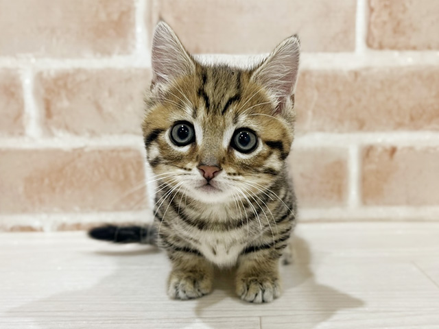 神奈川県のジェネッタ (ペッツファーストfor cats横浜元町店/2025年9月18日生まれ/男の子/ブラウンスポットタビー)の子猫の1枚目の画像