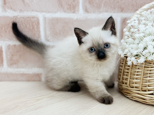 東京都のマンチカン (ペッツファーストfor cats武蔵小山店/2025年9月18日生まれ/女の子/シールポイント)の子猫の1枚目の画像