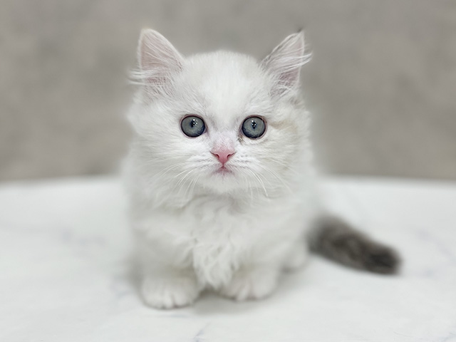 東京都のマンチカン (ペッツファースト池袋店/2025年9月18日生まれ/女の子/ブルートーティーリンクスポイントホワイト)の子猫の1枚目の画像