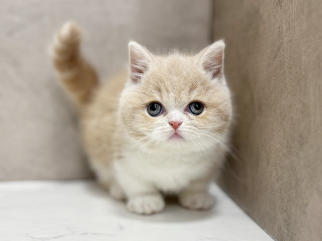 東京都のマンチカン (ペッツファースト池袋店/2025年9月18日生まれ/男の子/クリームクラシックタビーホワイト)の子猫の1枚目の画像