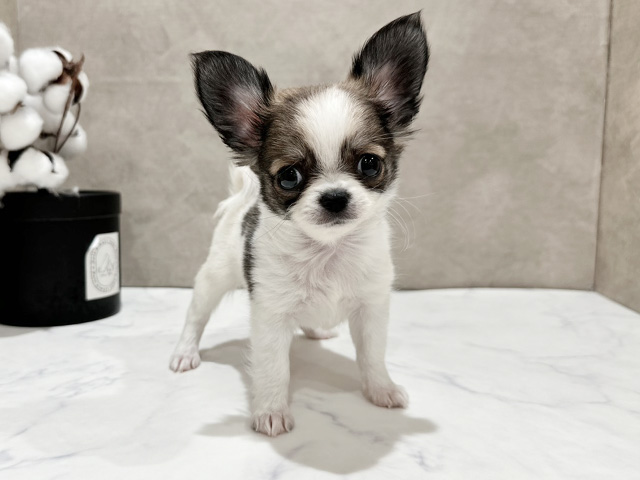 東京都のチワワ(ロング) (ペッツファースト中野店/2025年9月18日生まれ/女の子/ホワイトレッド)の子犬