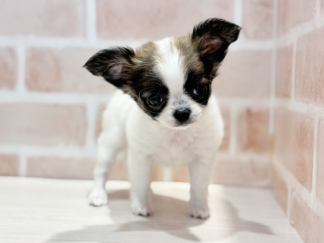 神奈川県のチワワ(ロング) (ペッツファースト横浜元町店/2025年9月18日生まれ/女の子/ホワイトレッド)の子犬の1枚目の画像