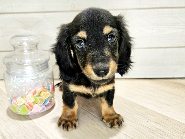 ミニチュアダックスフンド