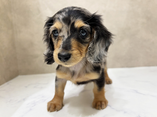 東京都のミニチュアダックスフンド(ロング) (ペッツファーストららぽーと立川立飛店/2025年9月17日生まれ/女の子/シルバーダップル)の子犬の1枚目の画像