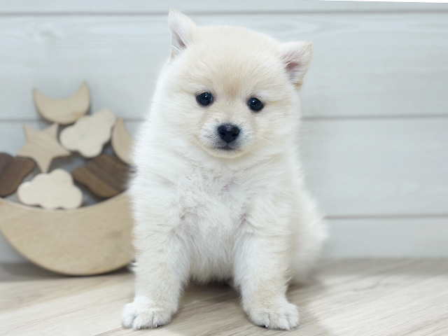 東京都のポメ柴/豆ポメ/ポメ豆柴(ポメラニアン×柴犬) (ペッツファースト吉祥寺本店/2025年9月18日生まれ/女の子/白)の子犬の1枚目の画像