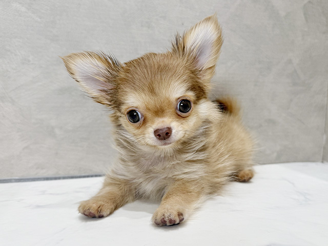 静岡県のチワワ(ロング) (ペッツファースト富士宮店/2025年9月15日生まれ/男の子/チョコレートフォーン)の子犬の1枚目の画像