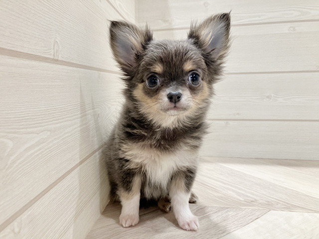 東京都のチワワ(ロング) (ペッツファースト豊洲店/2025年9月17日生まれ/女の子/ブルータン)の子犬の1枚目の画像