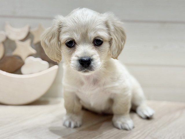 ミニチュアダックスフンドミックス