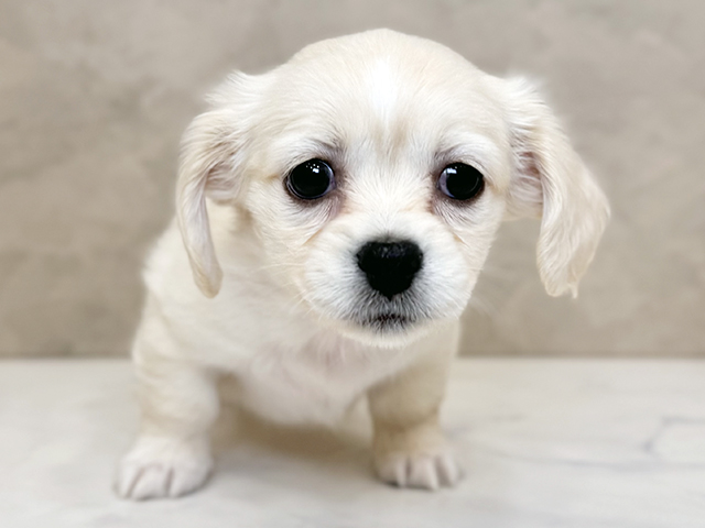 ミニチュアダックスフンドミックス