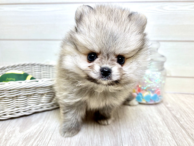 愛知県のポメラニアン (ペッツファースト大高店/2025年9月18日生まれ/女の子/クリームセーブル)の子犬の1枚目の画像