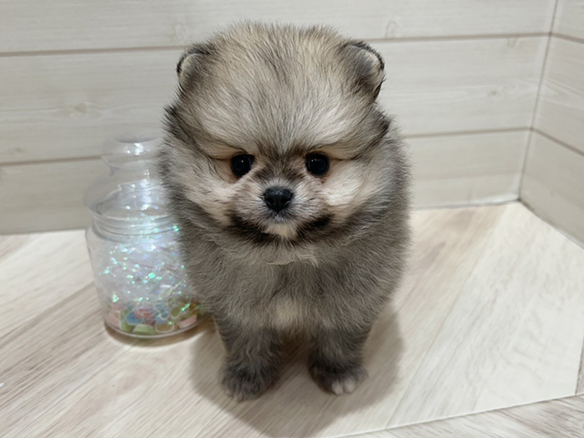 大阪府のポメラニアン (ペッツファーストららぽーと門真店/2025年9月18日生まれ/男の子/クリームセーブル)の子犬の1枚目の画像