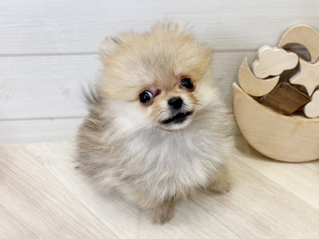 広島県のポメラニアン (ペッツファースト広島府中店/2025年9月16日生まれ/男の子/オレンジ)の子犬の1枚目の画像