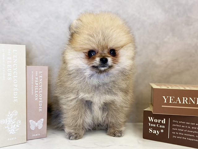 東京都のポメラニアン (ペッツファースト神楽坂店/2025年9月16日生まれ/男の子/オレンジ)の子犬の1枚目の画像