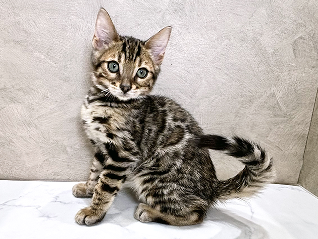 静岡県のベンガル (ペッツファースト富士宮店/2025年9月17日生まれ/男の子/ブラウンスポットタビー)の子猫の1枚目の画像