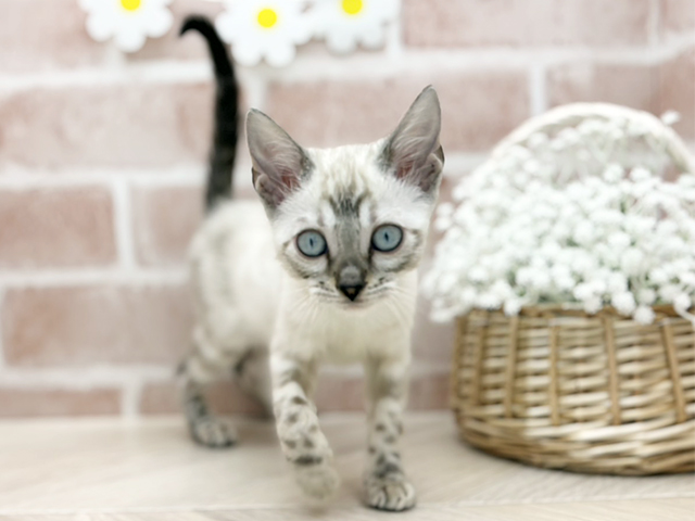 東京都のベンガル (ペッツファーストfor cats武蔵小山店/2025年9月16日生まれ/女の子/シールスポテッドリンクスポイント)の子猫の1枚目の画像