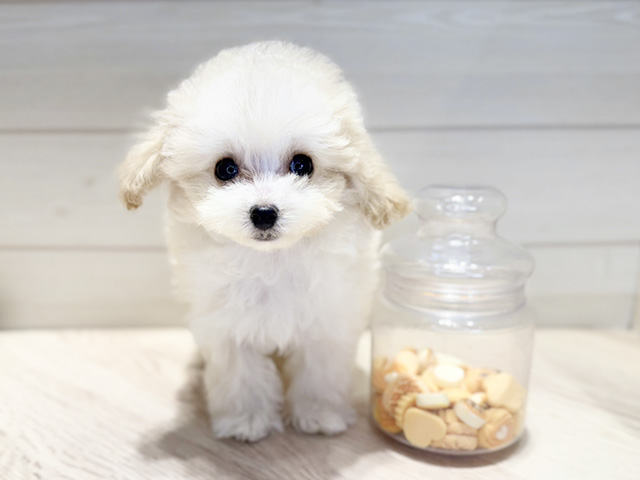 群馬県のトイプードル(ティーカップ) (ペッツファースト高崎店/2025年9月6日生まれ/男の子/クリーム)の子犬の1枚目の画像