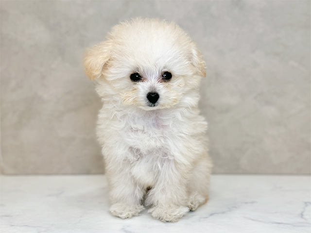 埼玉県のトイプードル(ティーカップ) (ペッツファーストPETEMOレイクタウンmori店/2025年9月6日生まれ/男の子/クリーム)の子犬の1枚目の画像