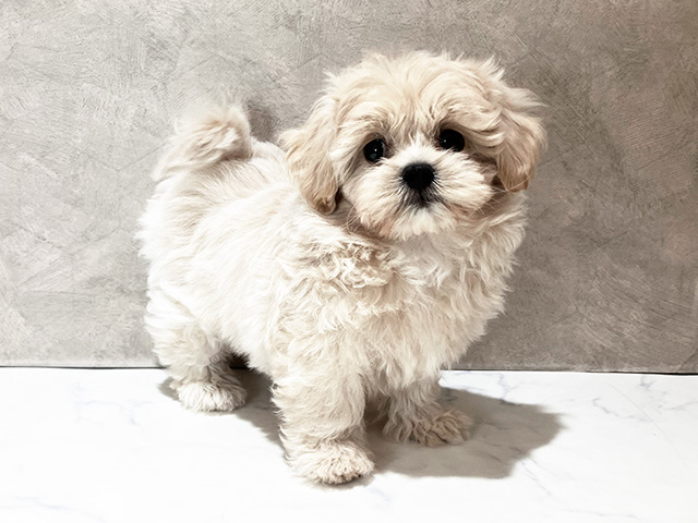 茨城県のペキプー(ペキニーズ×プードル) (ペッツファースト土浦店/2025年9月18日生まれ/男の子/クリーム)の子犬の1枚目の画像