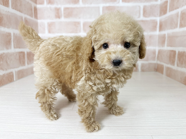 大阪府のトイプードル(トイ) (ペッツファースト東大阪店/2025年9月21日生まれ/男の子/アプリコット)の子犬の1枚目の画像