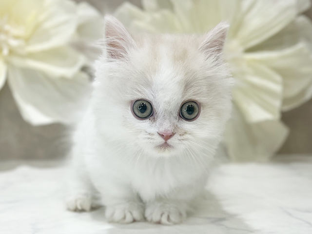 東京都のミヌエット (ペッツファースト新宿店/2025年9月14日生まれ/男の子/クリームタビーホワイト)の子猫の1枚目の画像