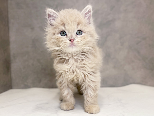 千葉県のラガマフィン (ペッツファーストららぽーとTOKYO-BAY店/2025年9月13日生まれ/男の子/クリームタビー)の子猫の1枚目の画像