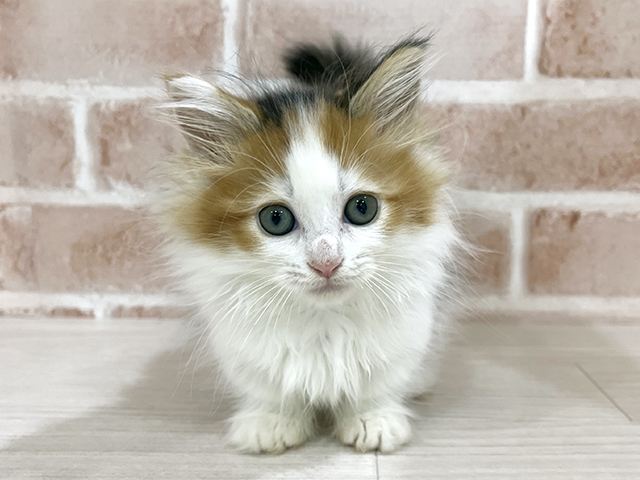 神奈川県のミヌエット (ペッツファーストfor cats横浜元町店/2025年9月10日生まれ/女の子/キャリコ)の子猫の1枚目の画像