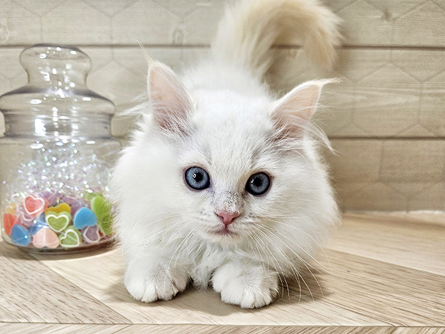 埼玉県のラガマフィン (ペッツファーストレイクタウン店/2025年9月17日生まれ/男の子/クリームタビーホワイト)の子猫