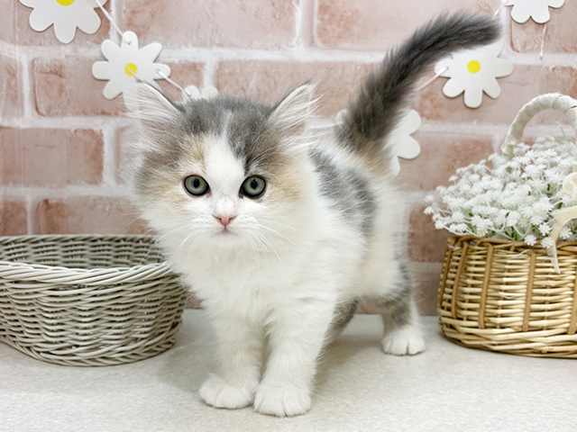 東京都のラガマフィン (ペッツファーストお台場店/2025年9月17日生まれ/女の子/ダイリュートキャリコ)の子猫の1枚目の画像