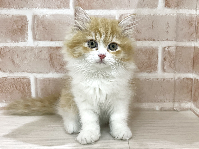 神奈川県のラガマフィン (ペッツファーストfor cats横浜元町店/2025年9月10日生まれ/女の子/レッドタビーホワイト)の子猫の1枚目の画像