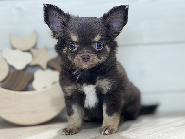 東京都のチワワ(ロング) (ペッツファースト吉祥寺本店/2025年9月15日生まれ/女の子/チョコレートタン)の子犬の1枚目の画像