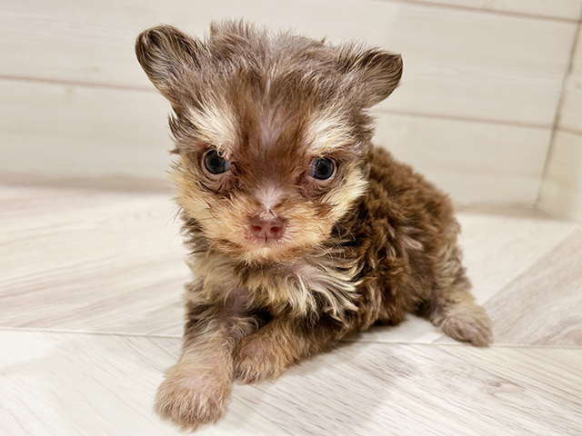 東京都のチワプー/プーチー(チワワ×プードル) (ペッツファースト豊洲店/2025年9月18日生まれ/女の子/チョコレートタン)の子犬の1枚目の画像