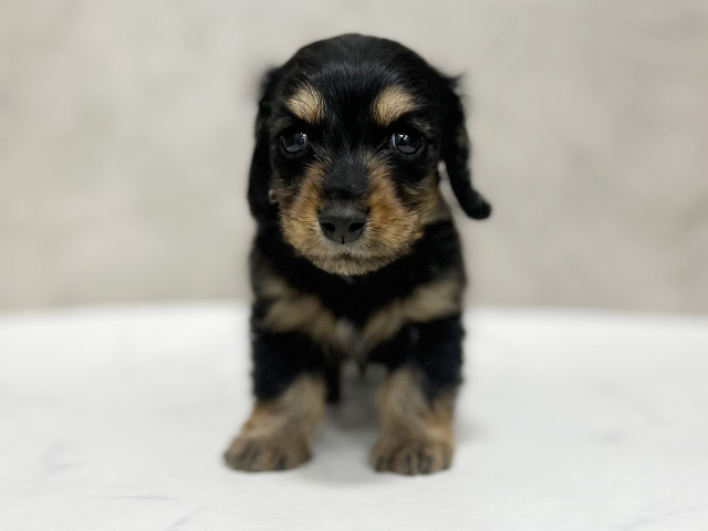 東京都のミニチュアダックスフンド(ロング) (ペッツファースト池袋店/2025年9月19日生まれ/男の子/ブラックタン)の子犬